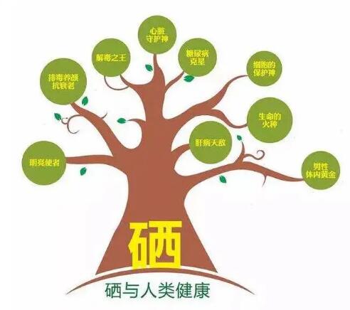 鈣鐵鋅硒檢測儀廠家提示什麽叫有機硒和無機硒？科學補硒看看吧